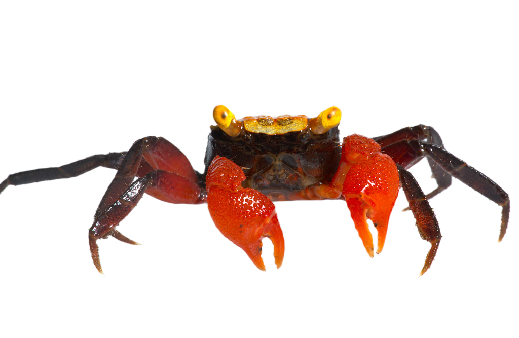 Vampire crab - Golden