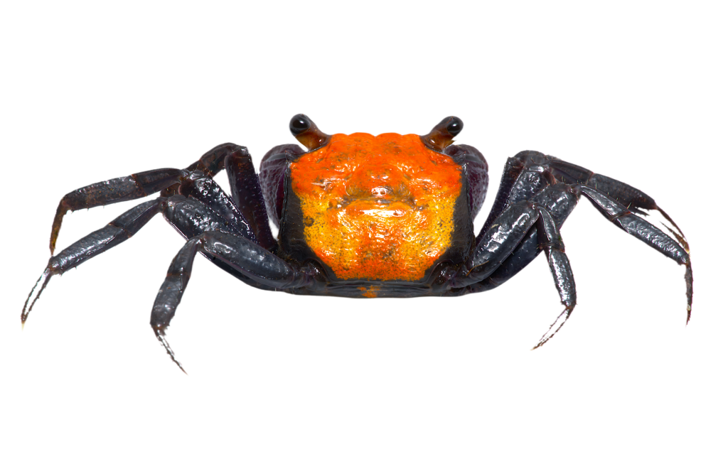 Cua ma cà rồng - Halloween - Vampire Crab