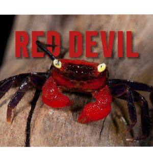 Vampire Crab - Red Devil