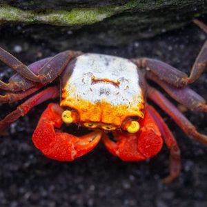 Vampire crab - Golden