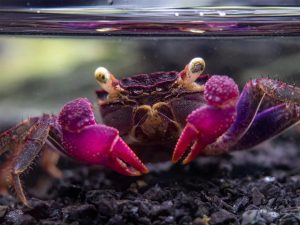 Vampire crab - Purple