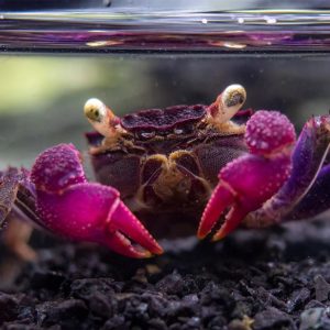 Vampire crab - Purple