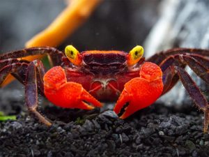 Vampire Crab - Red Devil