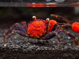 Vampire Crab - Red Devil