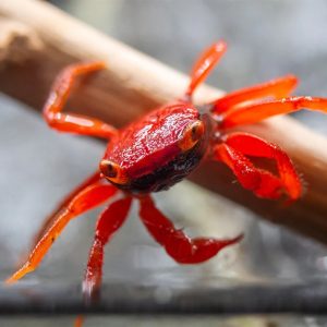 Vampire crab - Tomato