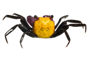 Vampire Crab - Lemon