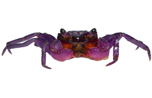 Vampire crab - Purple