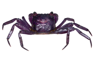 Vampire crab - Purple