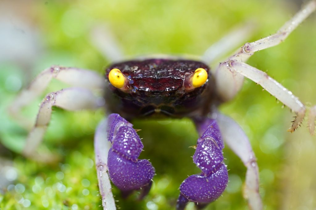 Cua ma cà rồng - Vampire Crab - Orchid